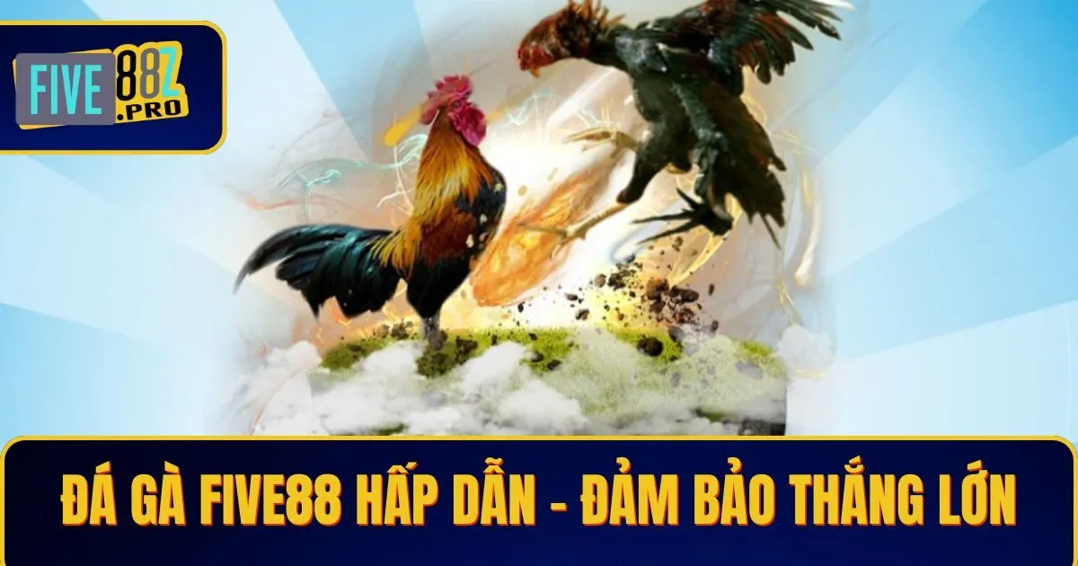 da ga 2 Đá Gà Five88 Hấp Dẫn – Đảm Bảo Thắng Lớn, Cược Vui Mỗi Ngày