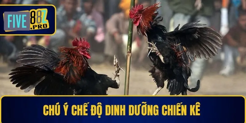 Chú ý chế độ dinh dưỡng chiến kê 