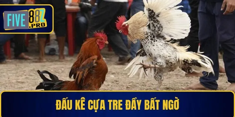 Đấu kê cựa tre đầy bất ngờ