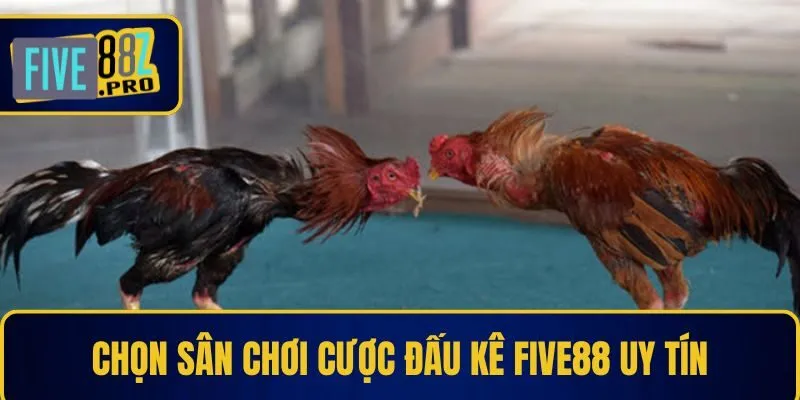 Chọn sân chơi cược đấu kê Five88 uy tín