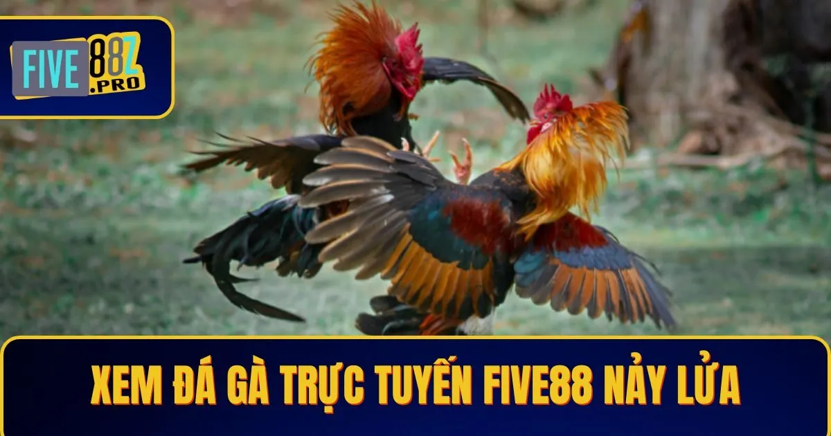 xem da ga truc tuyen 1 Xem Đá Gà Trực Tuyến Five88 – Trận Đấu Nảy Lửa Mỗi Ngày