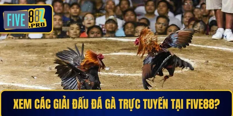 Xem đa dạng các giải đấu đá gà trực tuyến tại Five88?