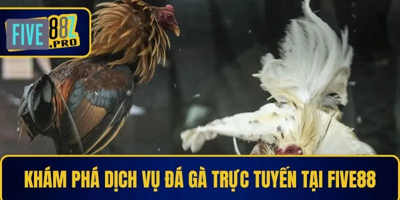 Khám phá dịch vụ đá gà trực tuyến tại Five88